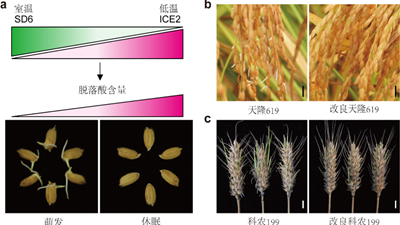 我國(guó)科學(xué)家找到調(diào)控水稻、小麥穗發(fā)芽的“開關(guān)”