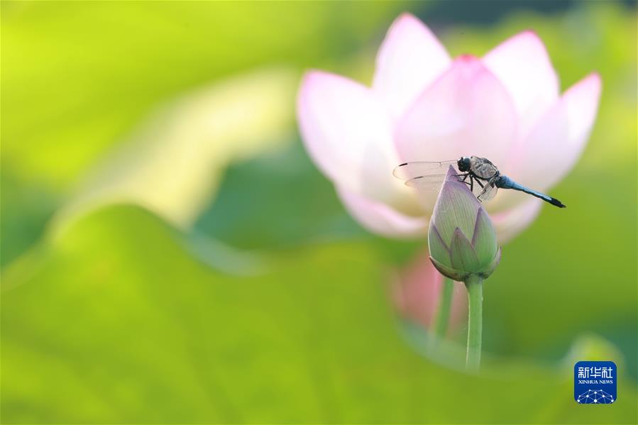 #（新華視界）（2）小暑荷韻