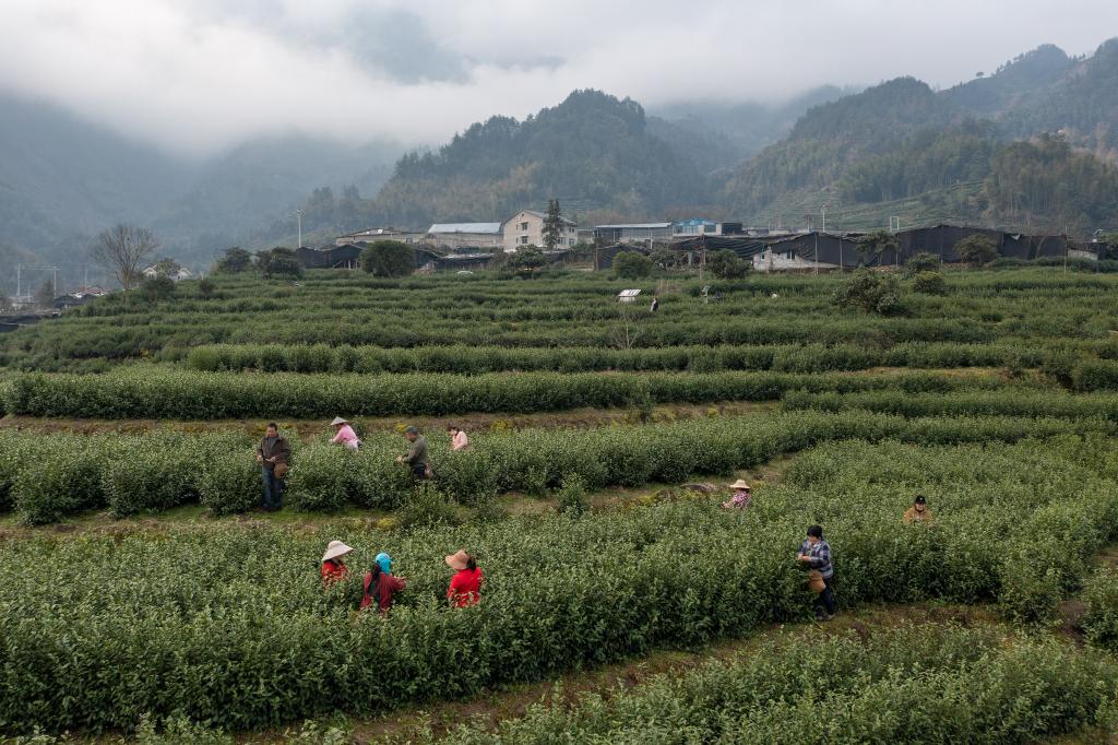 早春時(shí)節(jié)采早茶