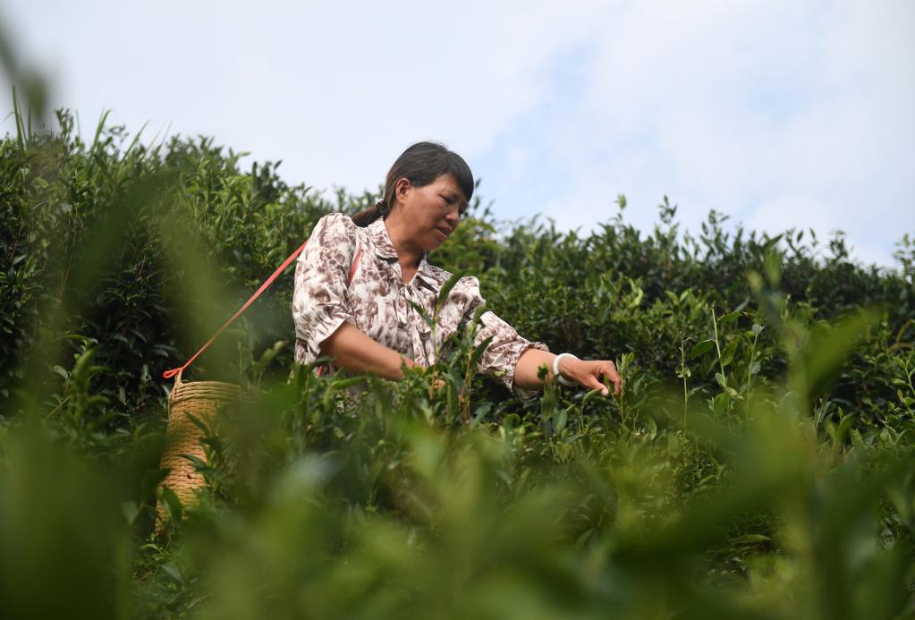 廣西蒼梧：六堡茶飄香鄉(xiāng)村振興路