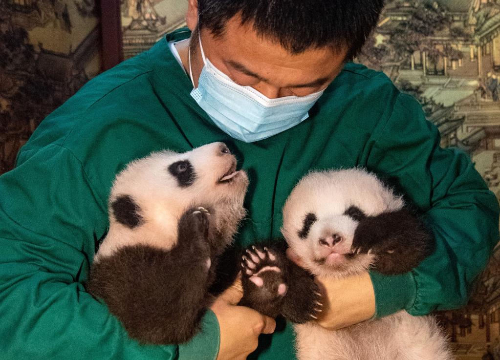 重慶動物園新生大熊貓雙胞胎幼仔與游客見面