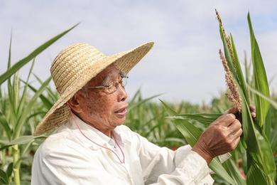 新華全媒+丨87歲，他在三亞南繁又一年