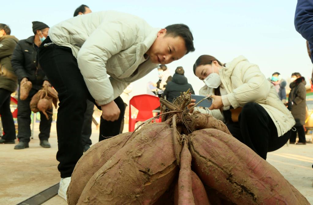 河南汝陽(yáng)舉行紅薯擂臺(tái)賽  