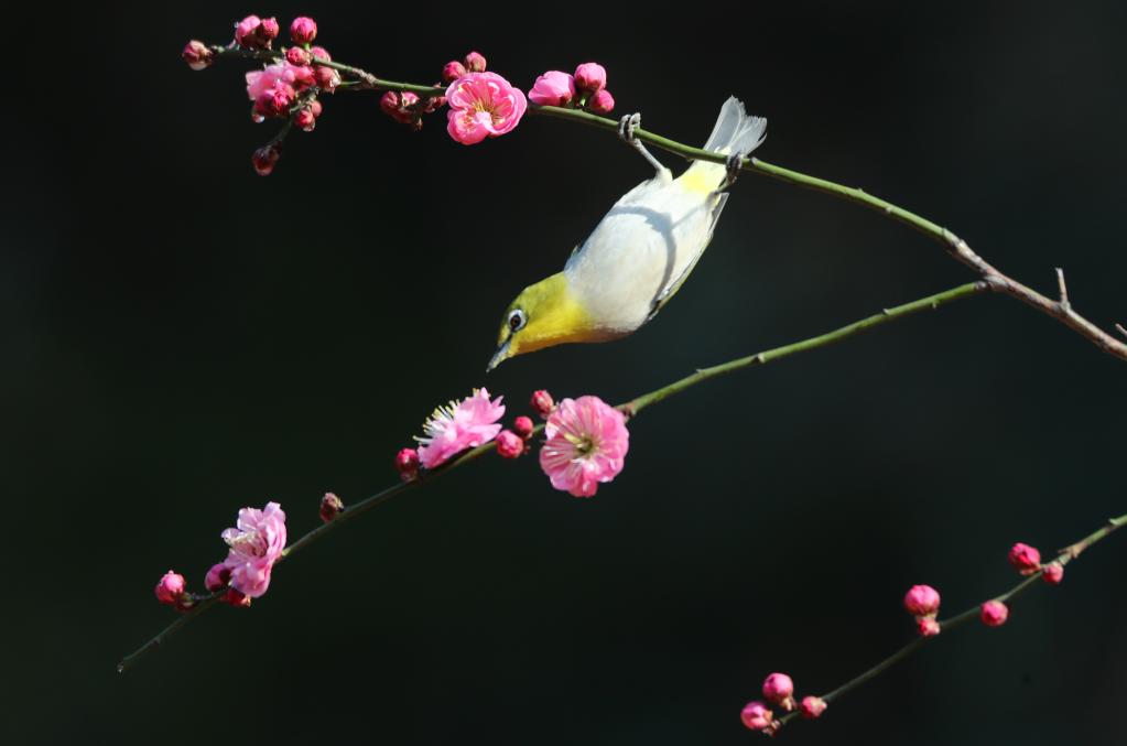 湖南衡陽：鳥語花香迎春來