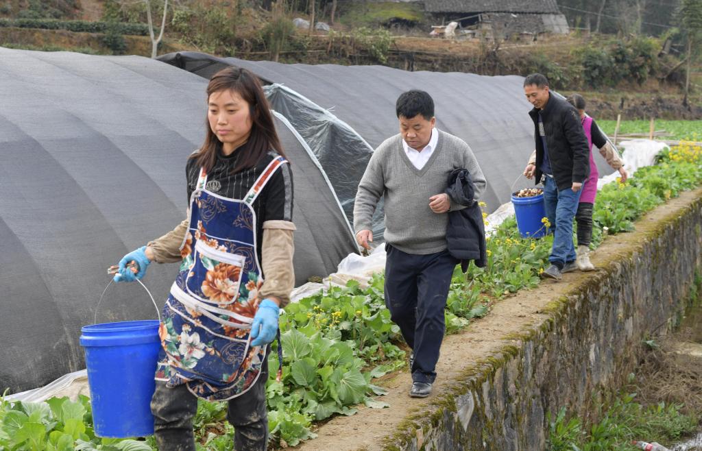 貴州遵義：春耕時(shí)節(jié) 農(nóng)技專家下地頭