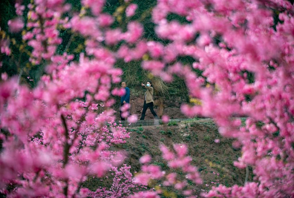 云南曲靖：櫻花爛漫