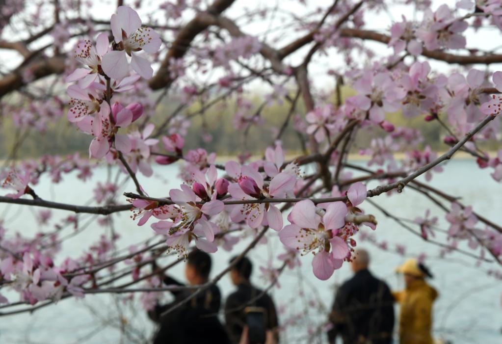 北京：山桃花盛開玉淵潭