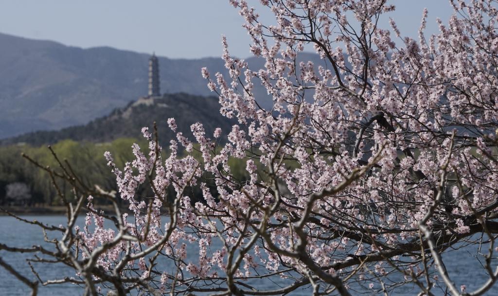 桃花綻放頤和園