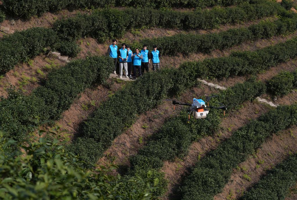 實操教學(xué)進茶山 提升飛防新技能