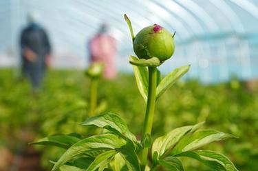 山東菏澤：芍藥鮮切花產(chǎn)銷旺