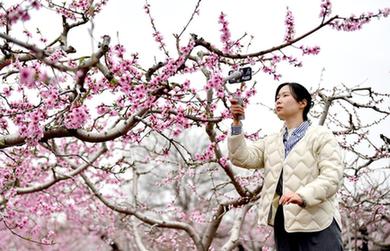 陜西臨潼：雨過桃花分外新