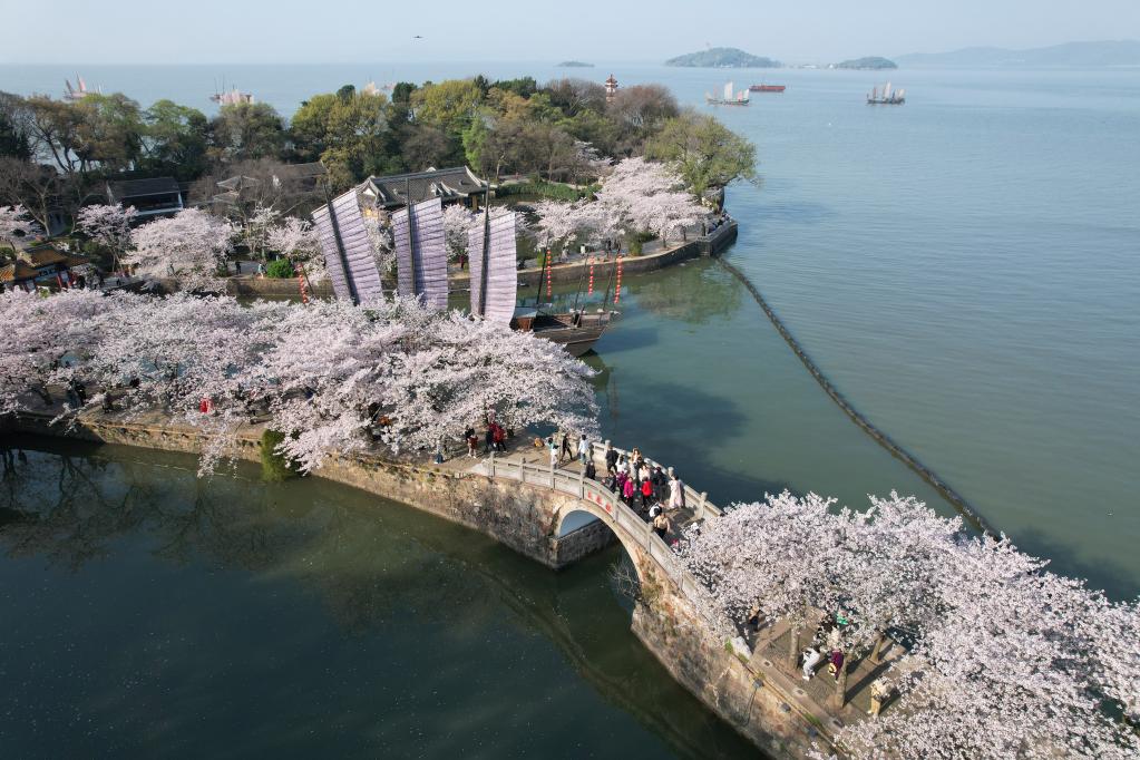 江蘇無錫：櫻花爛漫引游人