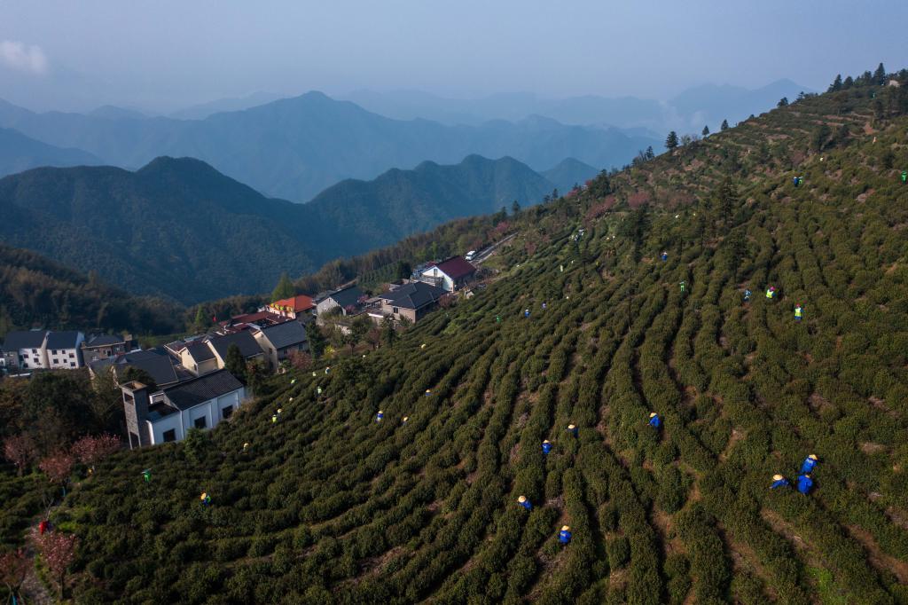 杭州富陽：高山茶村開啟共富工坊 促進(jìn)村集體和村民增收