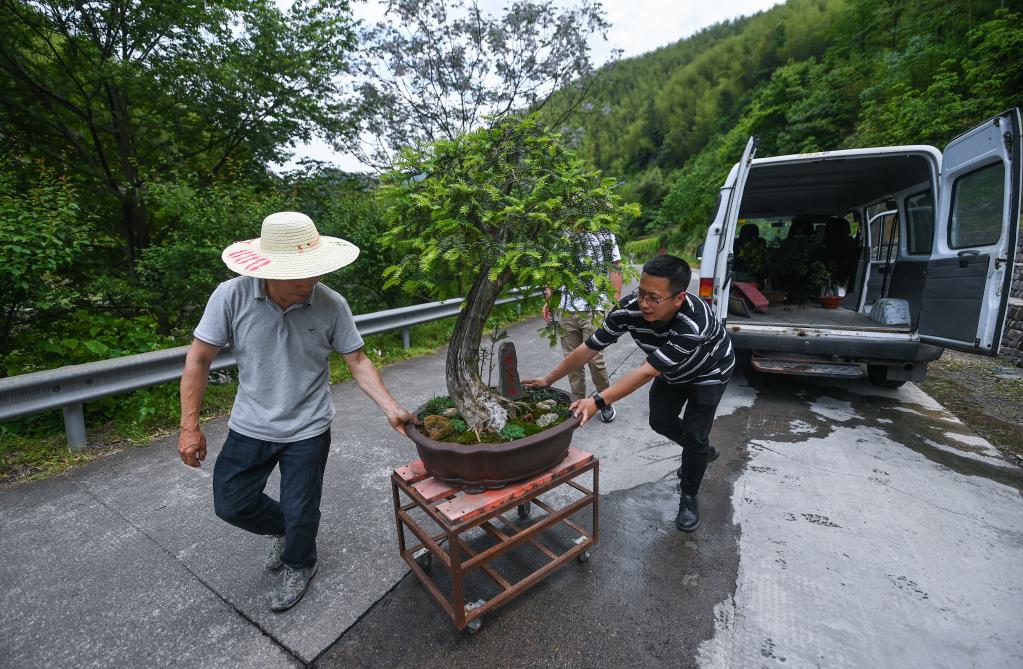 山鄉(xiāng)青創(chuàng)客開啟特色致富路