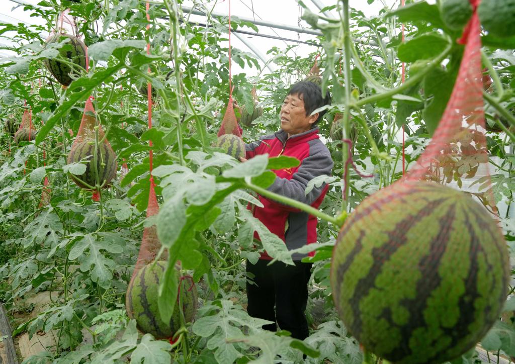 河北新樂(lè)：立夏時(shí)節(jié)瓜果飄香