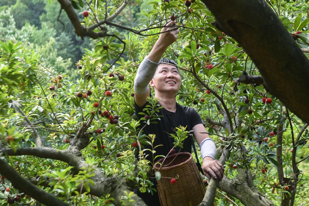 “中國楊梅之鄉(xiāng)”迎來增產(chǎn)豐收季