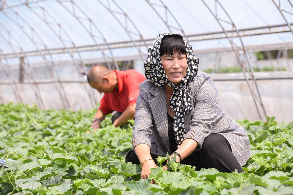 黑龍江海倫：村里有個(gè)“熱心嬸兒”