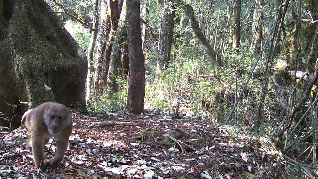 國(guó)道之行 從雪山奔向大海｜高黎貢山，該讓這些寶貝“亮相”了