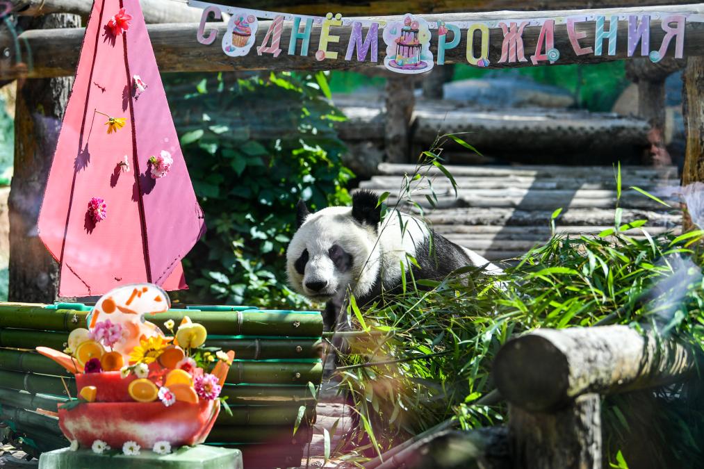 大熊貓“如意”和“丁丁”在莫斯科慶祝生日