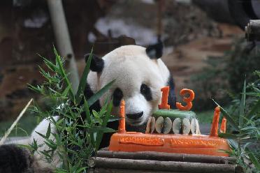 印尼為大熊貓“彩陶”慶祝生日