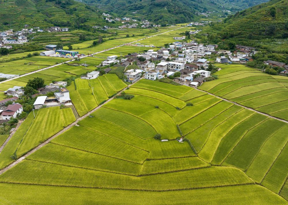 稻花香里慶豐年