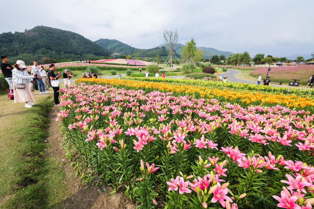 杭州余杭：千畝花海迎游人