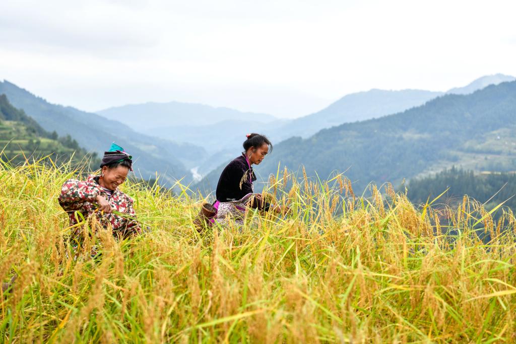 貴州黎平：“稻魚共生”助山區(qū)魚糧雙豐收