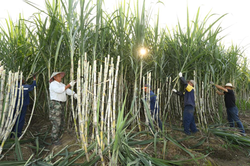 共富工坊里的“甜蜜”事業(yè)