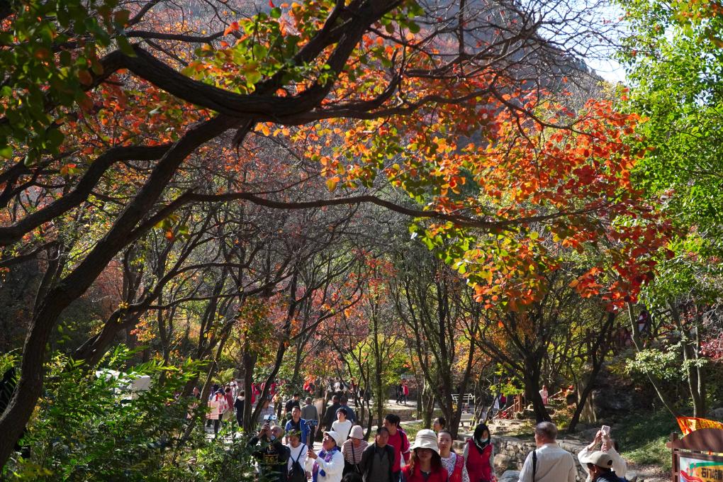 山東臨朐：金秋時節(jié)紅葉美