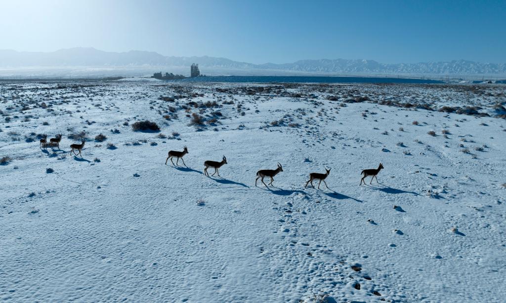 甘肅阿克塞：雪景美如畫(huà)