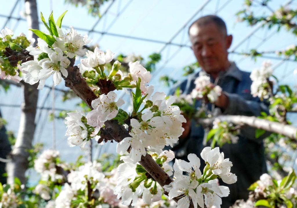 河北樂亭：溫室暖 花枝俏 果香溢