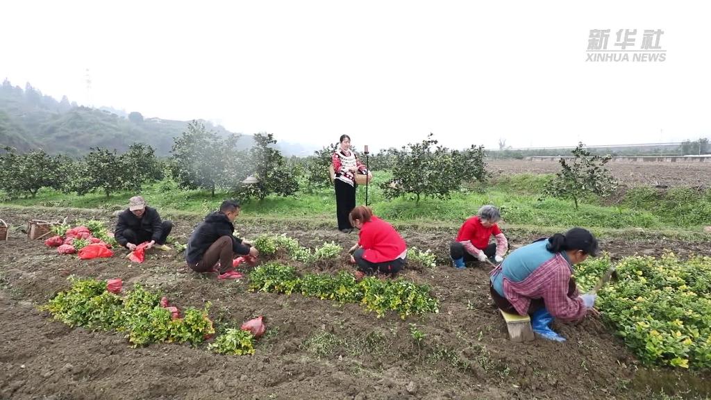 奮進新征程 建功新時代丨環(huán)境美日子甜 茅頭園村的振興跑在前