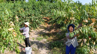 重慶萬州：桃、李產業(yè)美了山鄉(xiāng)富了民