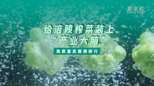 一顆青菜頭，緣何長出百億產(chǎn)業(yè)？