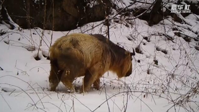 求偶遇！秦嶺野生動物的“盲盒”這樣開